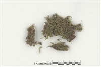 藏品(三裂鞭蘚)的圖片